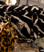 ZEBRA MINI CLASSIC BAG